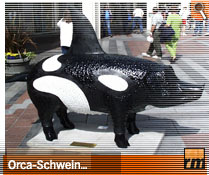 Orca-Schwein mitten in Seattle